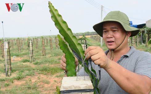 ban tai uc hon 200.000 dong/kg, nha nong phan khoi lam thanh long globalgap hinh anh 3