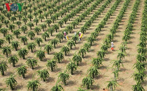 ban tai uc hon 200.000 dong/kg, nha nong phan khoi lam thanh long globalgap hinh anh 2