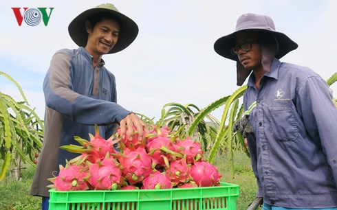 ban tai uc hon 200.000 dong/kg, nha nong phan khoi lam thanh long globalgap hinh anh 1