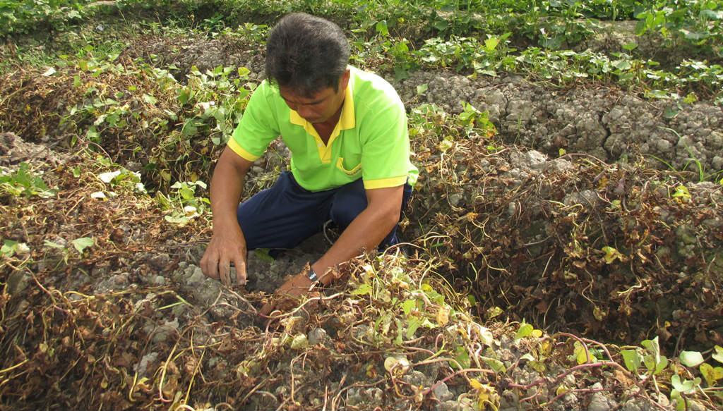 vinh long: nhieu ruong khoai bi ke xau phun thuoc diet co chay kho trong dem hinh anh 3