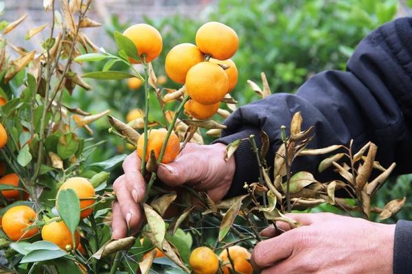 Những luống quất mang lại giá trị hàng trục triệu đồng của người nông dân sau một đêm đã trắng tay.