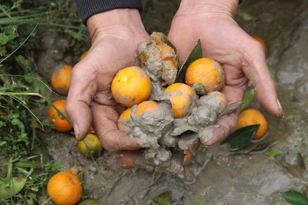 Người dân bất lực khi cánh đồng quất chăm sóc đến ngày thu hoạch thì trắng tay, đồng nghĩa với việc không có Tết.