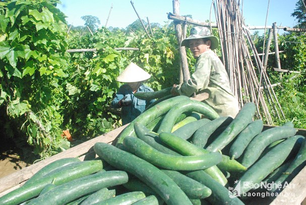 bi xanh tang kich gia, nong dan thu tien ty sau 3 thang trong hinh anh 2