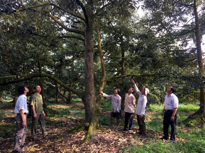 trong sau rieng nghich vu, thu 15 trieu/cay, ca vuon la 1 ty hinh anh 1