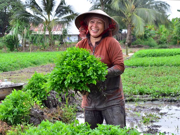 rau an tet: trong rau can nuoc ban tet, rung rinh tieu tet hinh anh 3