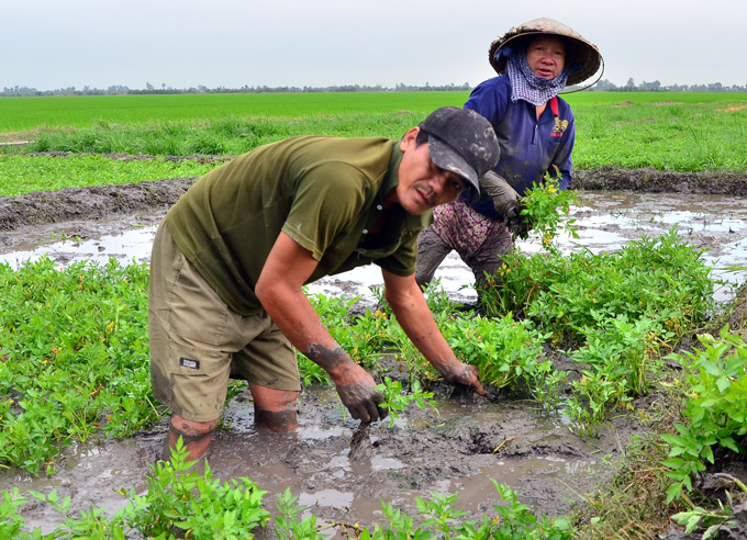 rau an tet: trong rau can nuoc ban tet, rung rinh tieu tet hinh anh 1