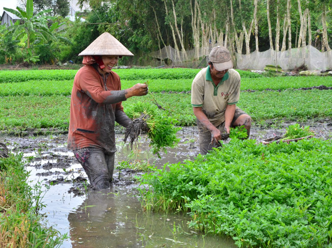 rau an tet: trong rau can nuoc ban tet, rung rinh tieu tet hinh anh 4