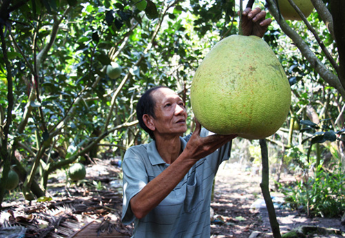 phat sot voi buoi to nhu cai thung, gia 1 trieu 1 trai o mien tay hinh anh 1