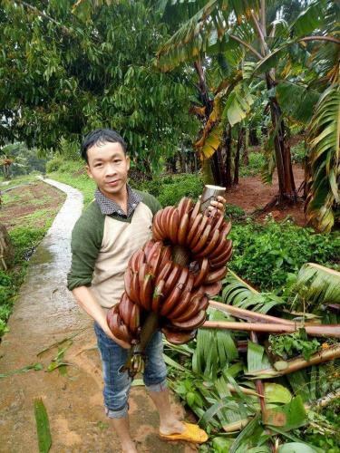 chi em san chuoi tim do sieu la ve chung tet, co tien cung kho mua hinh anh 7