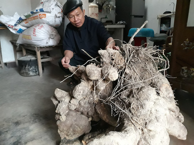 dao duoc cu khoai to nhu goc cay co thu, 3 nguoi moi khenh noi hinh anh 1