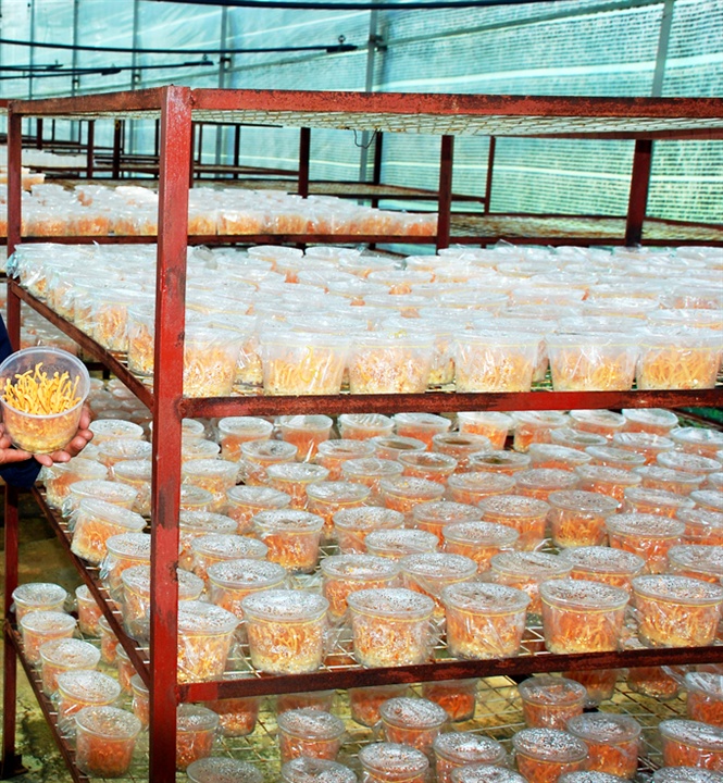 qua tam ba ban khong nan, nuoi cay thanh cong dong trung ha thao hinh anh 2