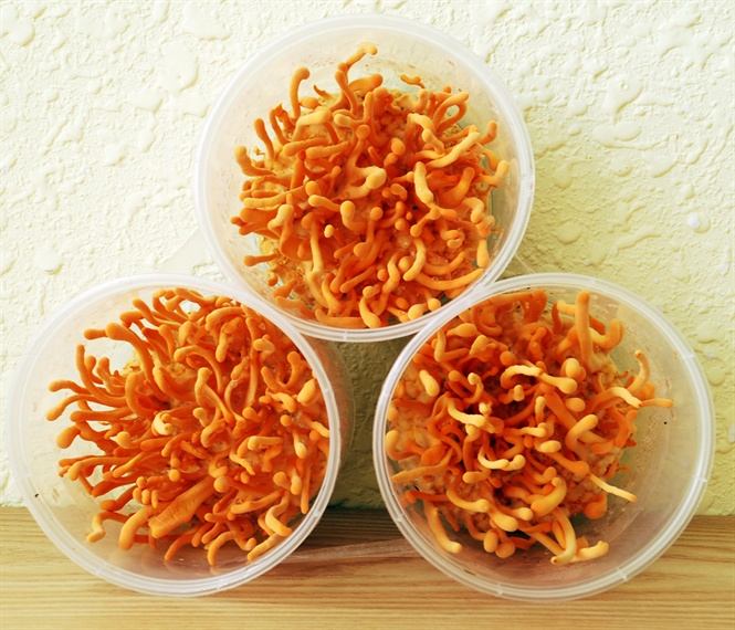 qua tam ba ban khong nan, nuoi cay thanh cong dong trung ha thao hinh anh 1