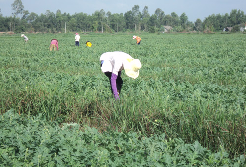 lao nong “khai sinh” dua hau my loc va doanh thu 400 trieu/nam hinh anh 3