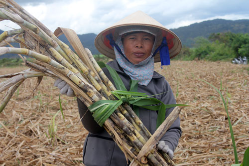 soc nang: gan tet, gia mia tut chi con 700 d/kg, nong dan ngam dang hinh anh 1