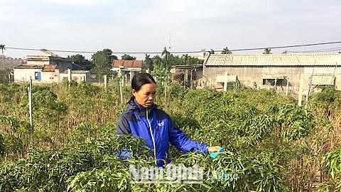 trong 12.000 goc dinh lang, thu 200 tan, lai 300 trieu/nam hinh anh 3