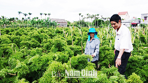 trong 12.000 goc dinh lang, thu 200 tan, lai 300 trieu/nam hinh anh 1