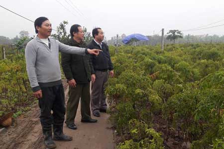 trong 12.000 goc dinh lang, thu 200 tan, lai 300 trieu/nam hinh anh 2