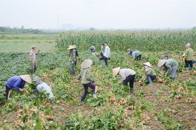 cu dau cung lam vietgap, nong dan vui nhu tet vi duoc mua, duoc gia hinh anh 1