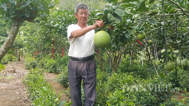 vuon “trong lung tung”, tuong 