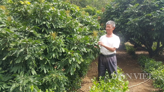 vuon “trong lung tung”, tuong 