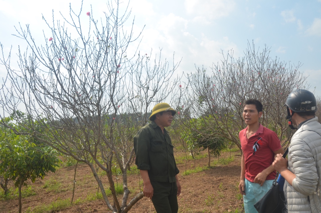 dan buon dao het gia cao ngat hinh anh 1