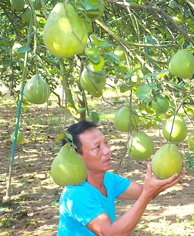 thuc pham tet: buoi tan trieu bac trieu mot qua, khong co hang ban hinh anh 4