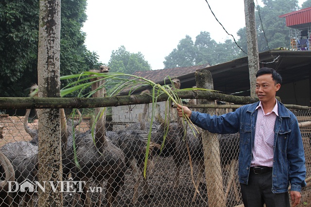chi cham 600 con “chim khong lo” la co tien rung rinh tieu tet hinh anh 1