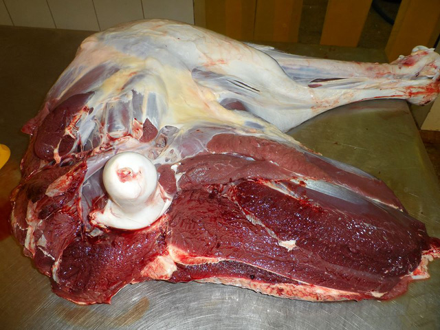 chi cham 600 con “chim khong lo” la co tien rung rinh tieu tet hinh anh 3