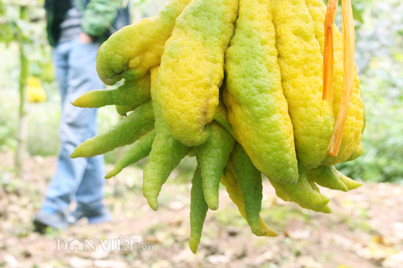 "Dung nhan" trái phật thủ Thịnh- Suy- Bĩ-Thái chục triệu không mua nổi