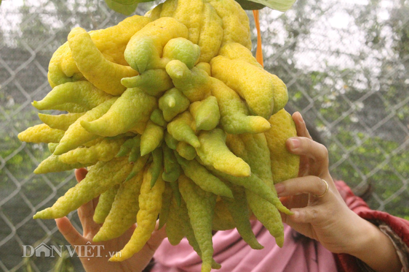 "Dung nhan" trái phật thủ Thịnh- Suy- Bĩ-Thái chục triệu không mua nổi