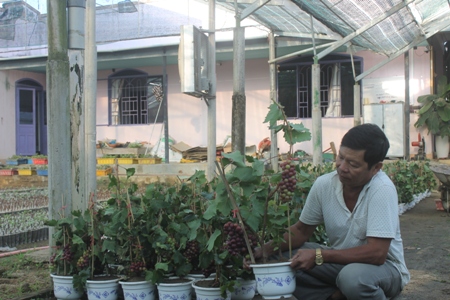 "Sốt" mốt chơi nho kiểng tí hon: "Có bao nhiêu bán hết bấy nhiêu"