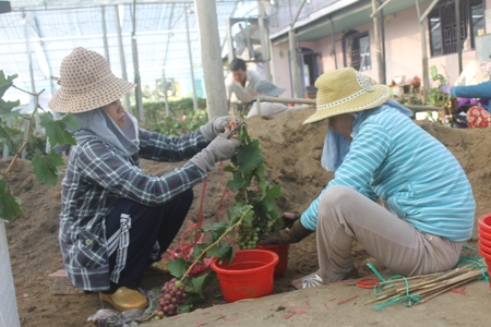 "Sốt" mốt chơi nho kiểng tí hon: "Có bao nhiêu bán hết bấy nhiêu"