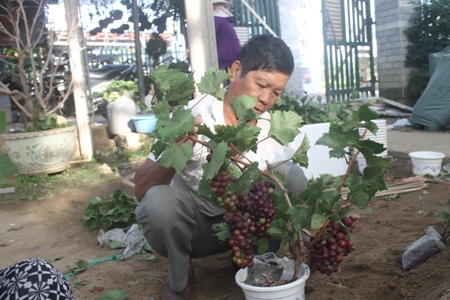 "Sốt" mốt chơi nho kiểng tí hon: "Có bao nhiêu bán hết bấy nhiêu"