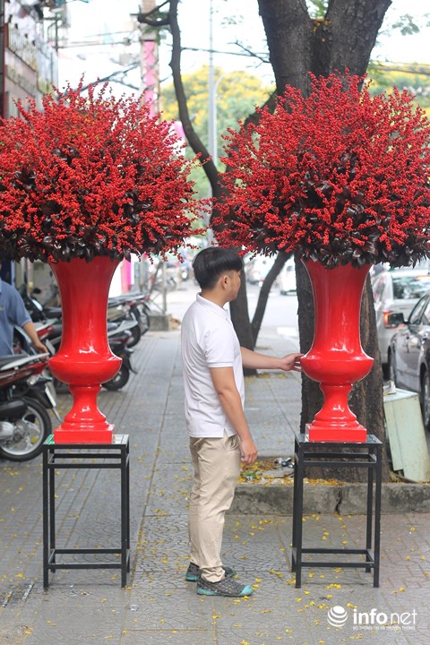 dai gia chi 100 trieu choi hoa mai my, dong dao do nhap tu ha lan hinh anh 3