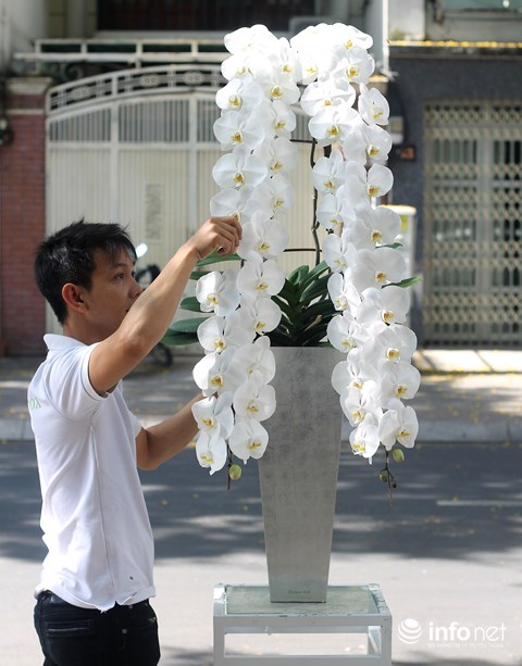 dai gia chi 100 trieu choi hoa mai my, dong dao do nhap tu ha lan hinh anh 7