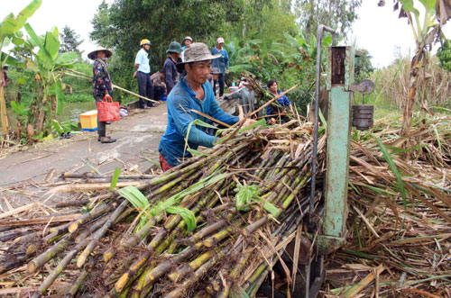 e 30.000 tan duong, bi thu hau giang phai keu goi mua “giai cuu” hinh anh 1