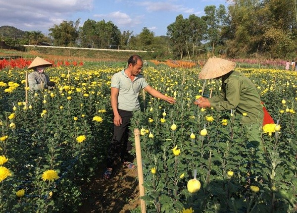 lam giau o nong thon: trong 1ha hoa lay on, cuc, lai 600 trieu/nam hinh anh 1