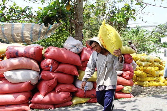 3 doanh nghiep bi trung quoc dung nhap gao: do gao bi lan hat co? hinh anh 1