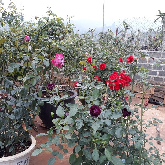 kiem tram trieu moi nam nho ky thuat nhan giong hoa hong ngoai hinh anh 2