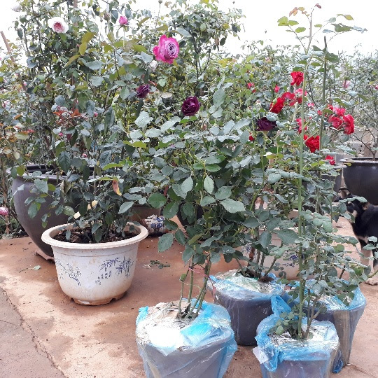 kiem tram trieu moi nam nho ky thuat nhan giong hoa hong ngoai hinh anh 3