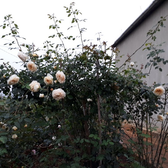 kiem tram trieu moi nam nho ky thuat nhan giong hoa hong ngoai hinh anh 4