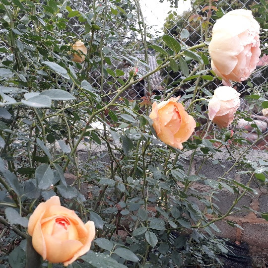 kiem tram trieu moi nam nho ky thuat nhan giong hoa hong ngoai hinh anh 1