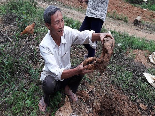 la ma hay: mang cay dai ve vuon, ton co ti phan, thu 200 trieu/nam hinh anh 1