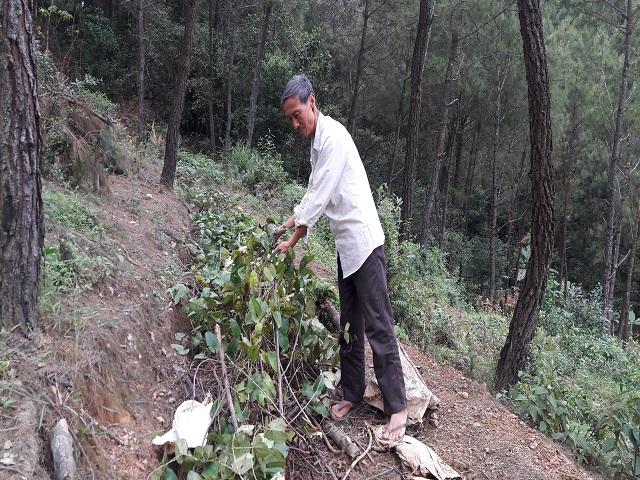 la ma hay: mang cay dai ve vuon, ton co ti phan, thu 200 trieu/nam hinh anh 2