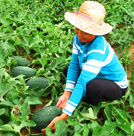 thuong lai trung quoc “an hang”, gia dua hau tang vot len 8.000d/kg hinh anh 1