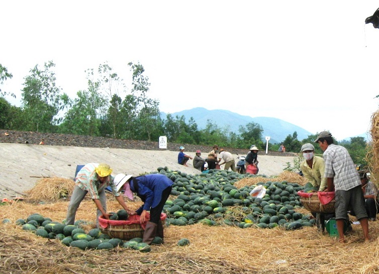 thuong lai trung quoc “an hang”, gia dua hau tang vot len 8.000d/kg hinh anh 2