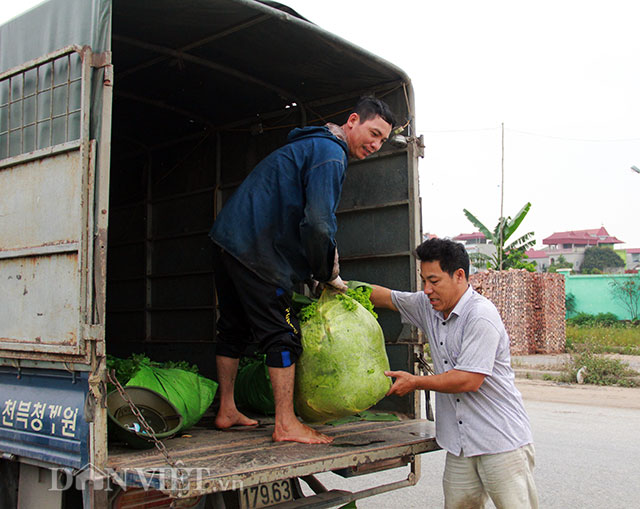 dan tay tuu “dieu dung” vi hoa va rau vãn tiép tục “re nhu cho” hinh anh 4