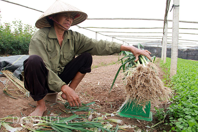 dan tay tuu “dieu dung” vi hoa va rau vãn tiép tục “re nhu cho” hinh anh 5