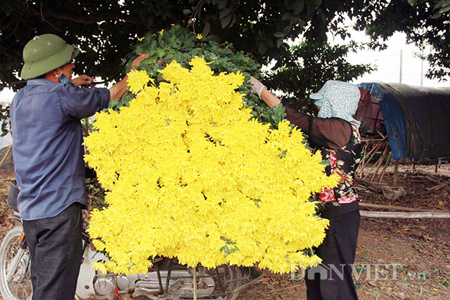 dan tay tuu “dieu dung” vi hoa va rau vãn tiép tục “re nhu cho” hinh anh 10