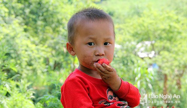 dao, man chin som duoc gia, dan thung lung hoa no nuc di hai ve ban hinh anh 4